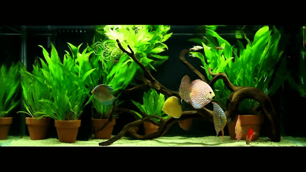 best light for discus fish