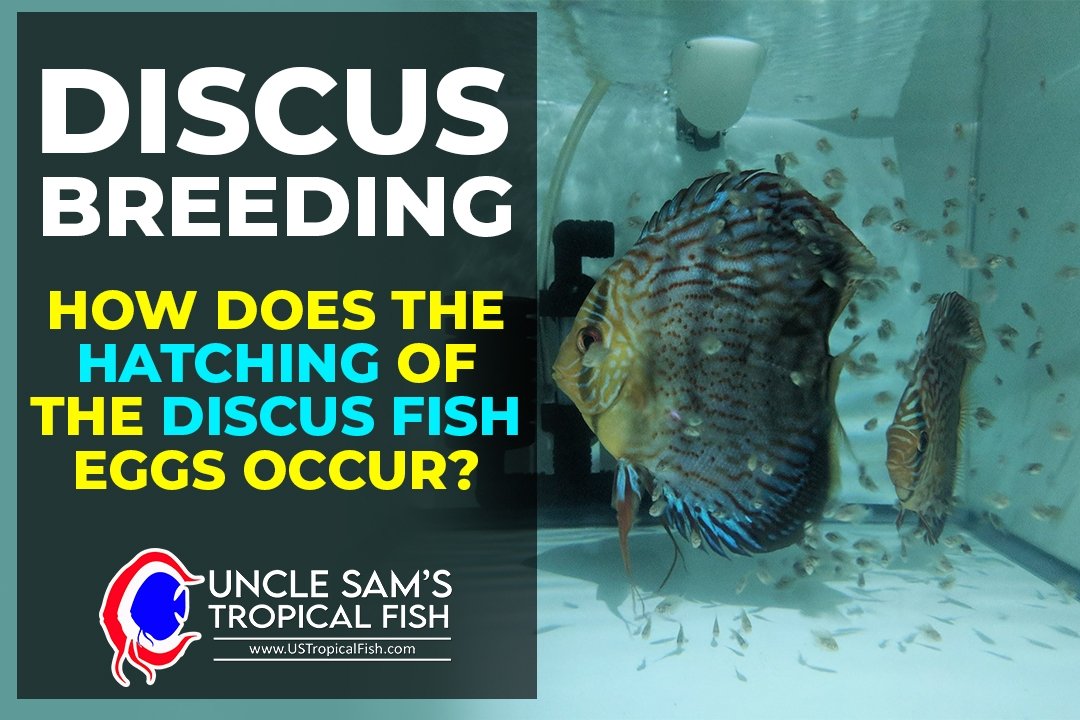 HOW DOES THE HATCHING OF THE DISCUS FISH EGGS OCCUR? US TROPICAL FISH