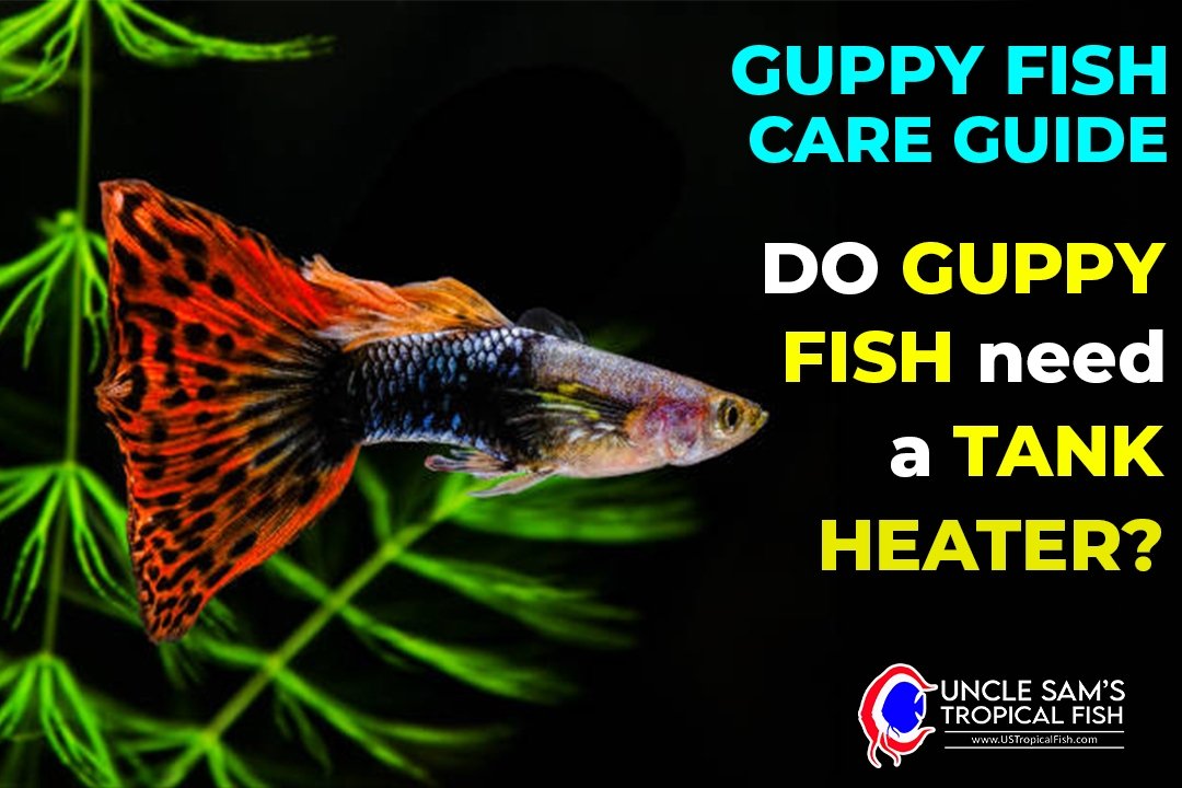 do-guppy-fish-need-a-tank-heater-us-tropical-fish