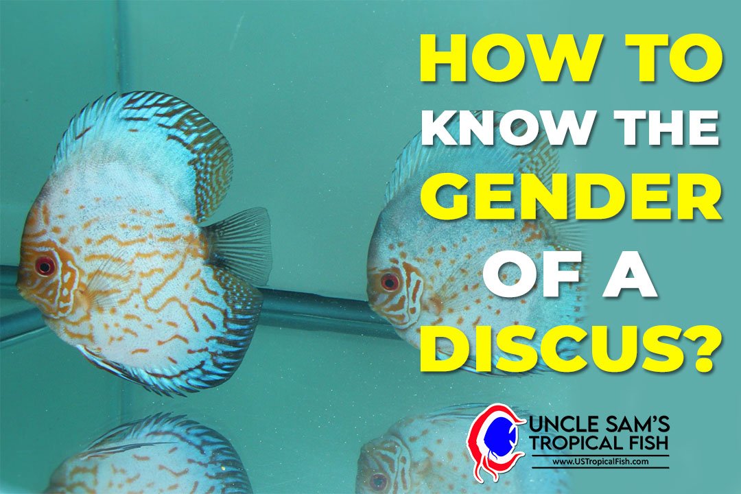 how-to-know-the-gender-of-a-discus-fish-us-tropical-fish