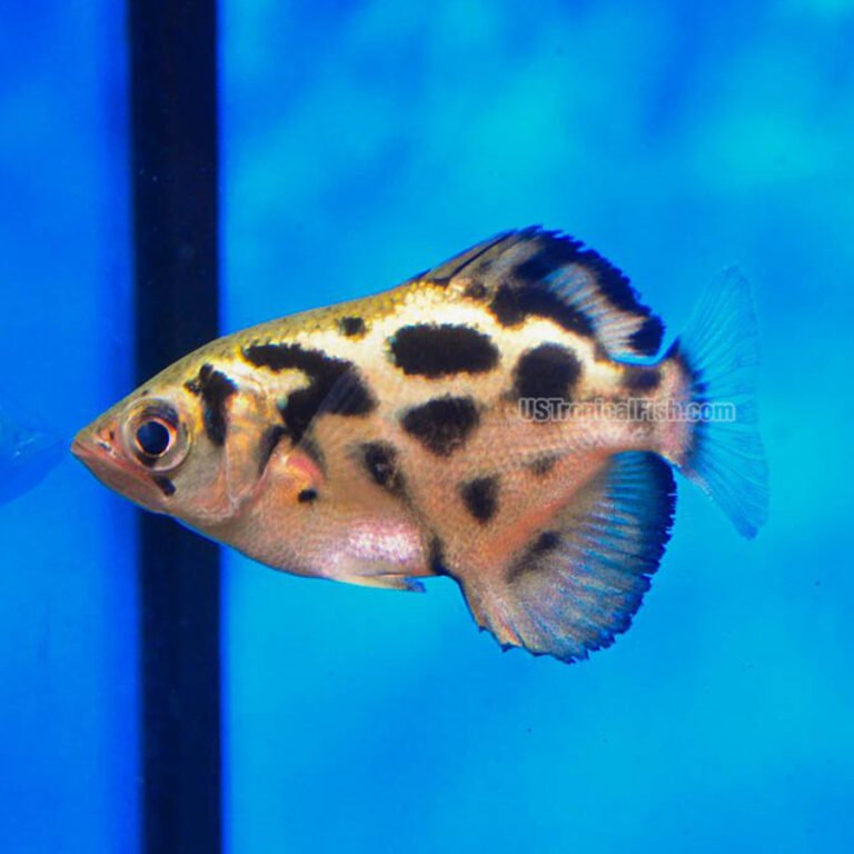 Home Discus Us Tropical Fish