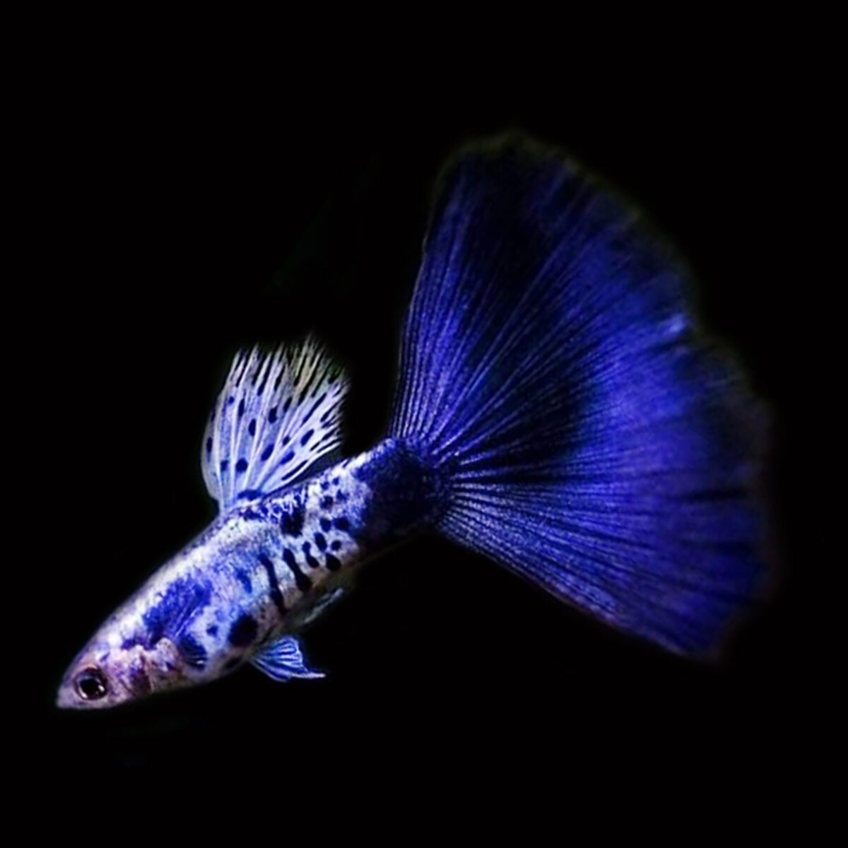 blue tiger guppy