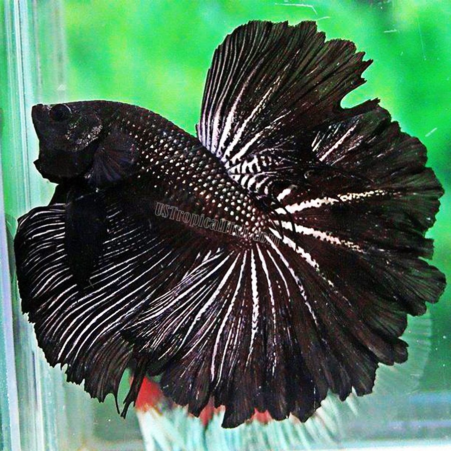 betta black copper