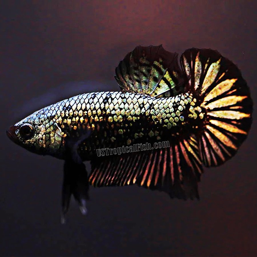 betta black copper