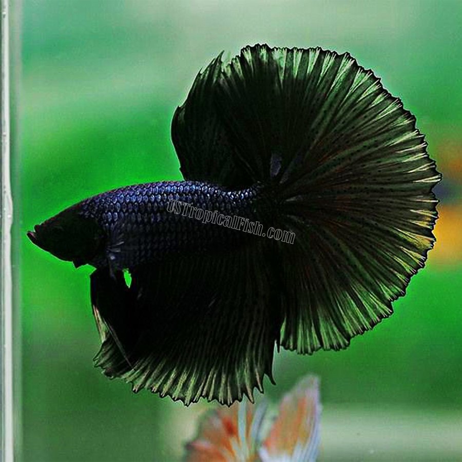 moon betta fish