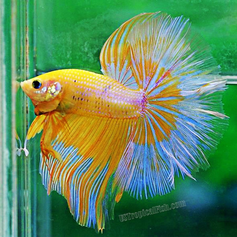 yellow halfmoon betta