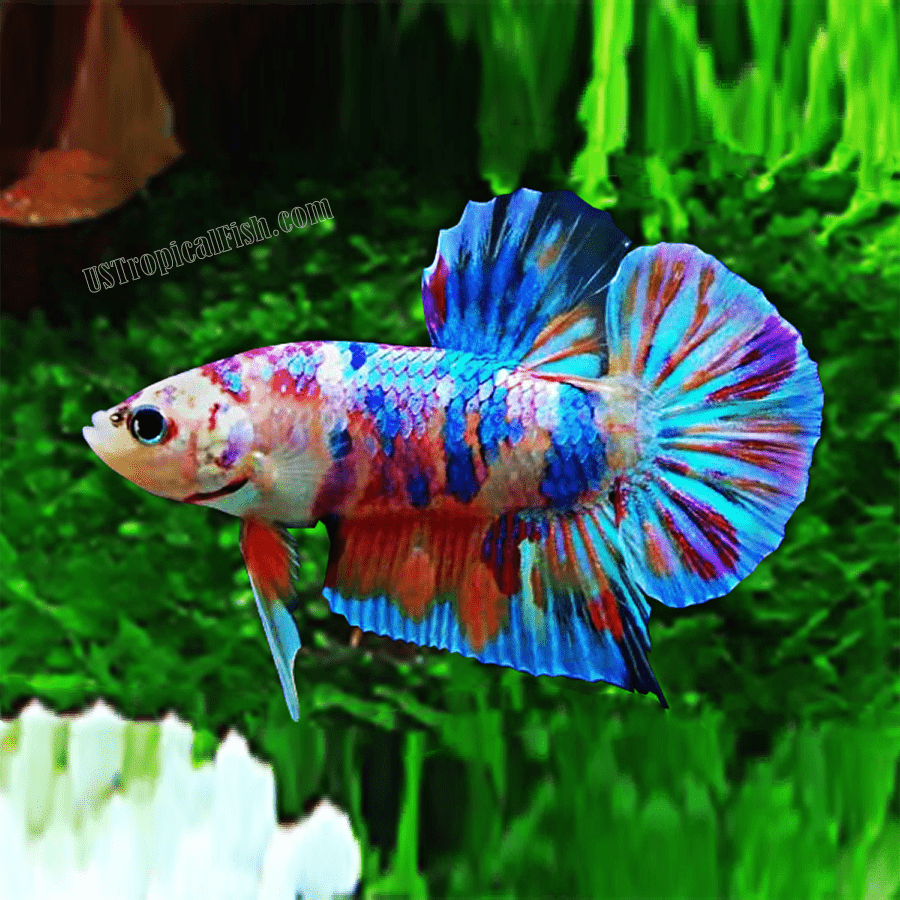 betta candy nemo