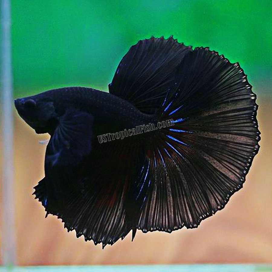 black fighter fish