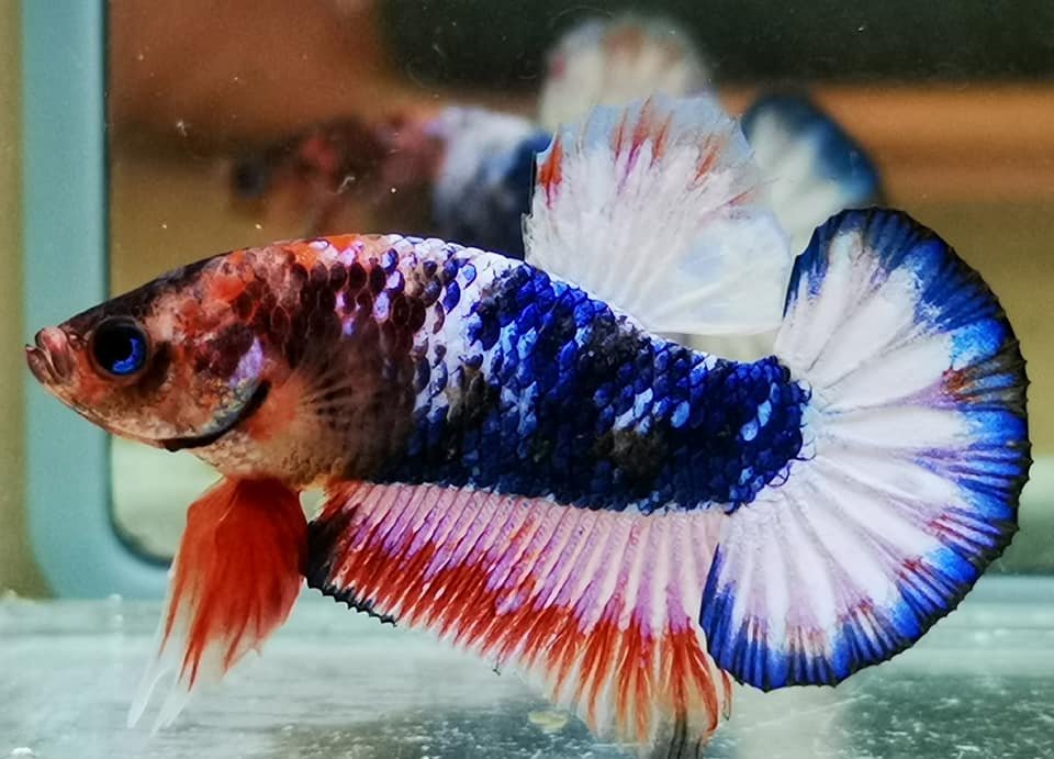 betta koi candy