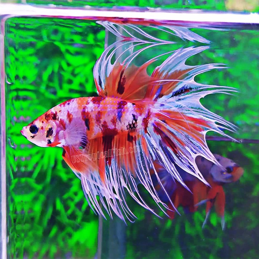 guppy platinum red dragon