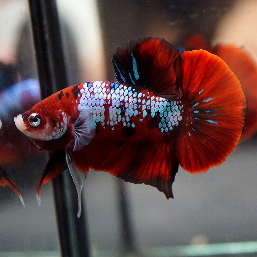 red galaxy betta