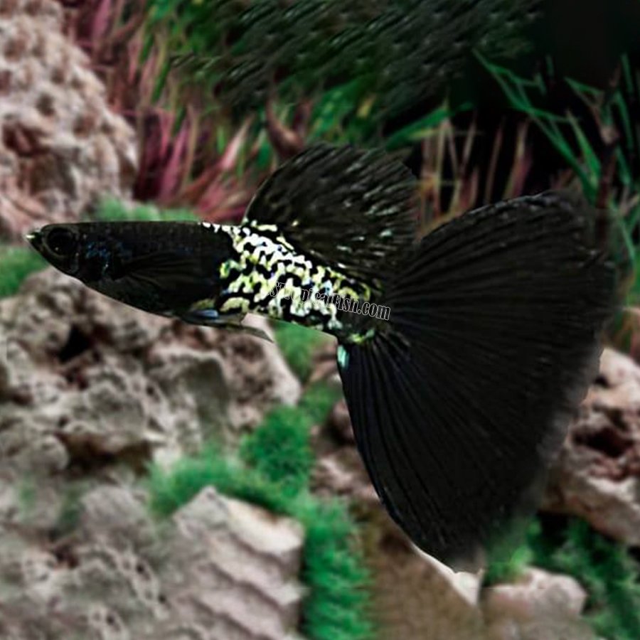 guppy black metal