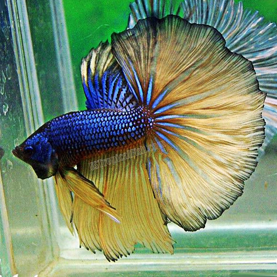 mg betta fish