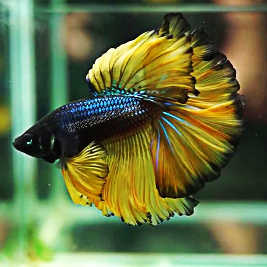 yellow halfmoon betta