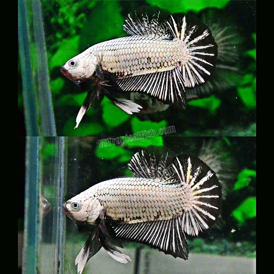 platinum betta male