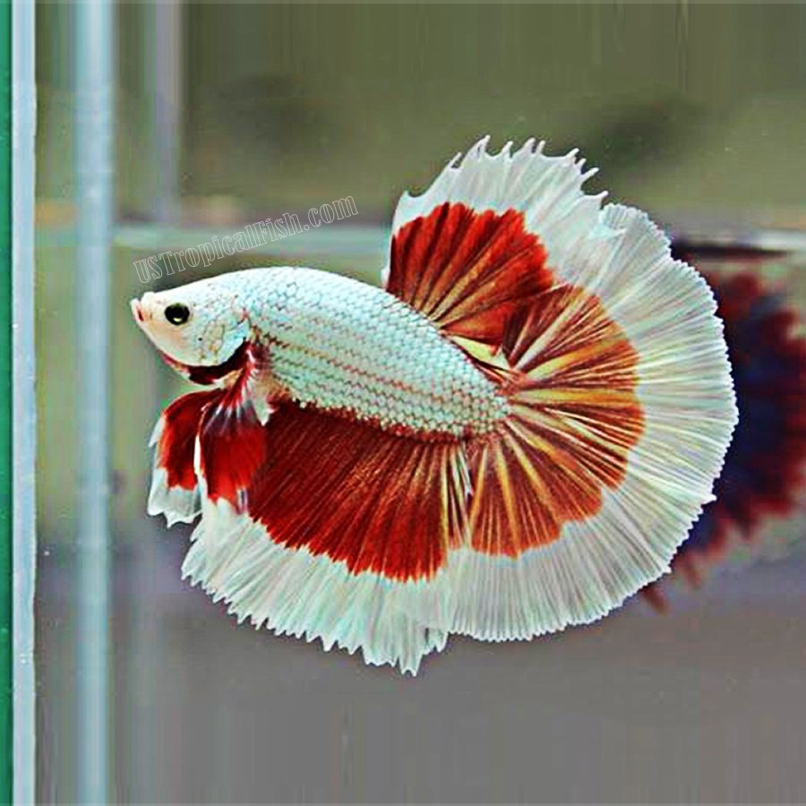 platinum male betta