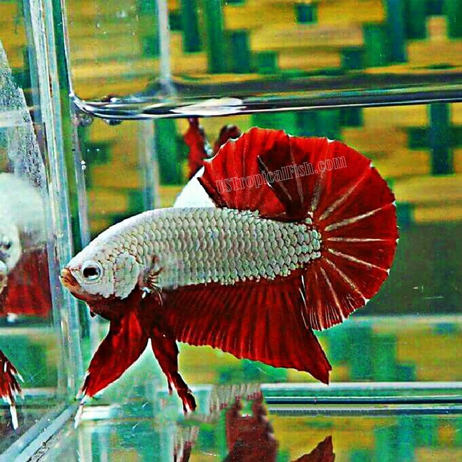 red dragon betta fish