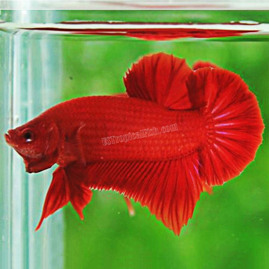 betta super red