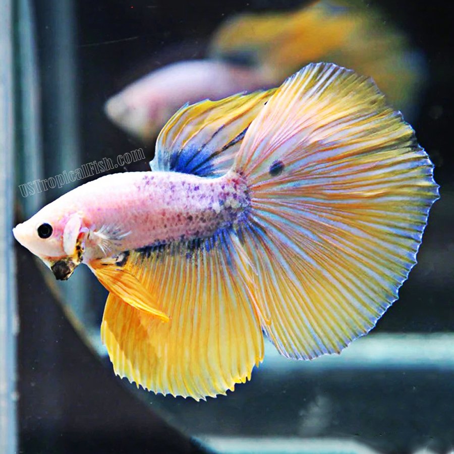 yellow halfmoon betta