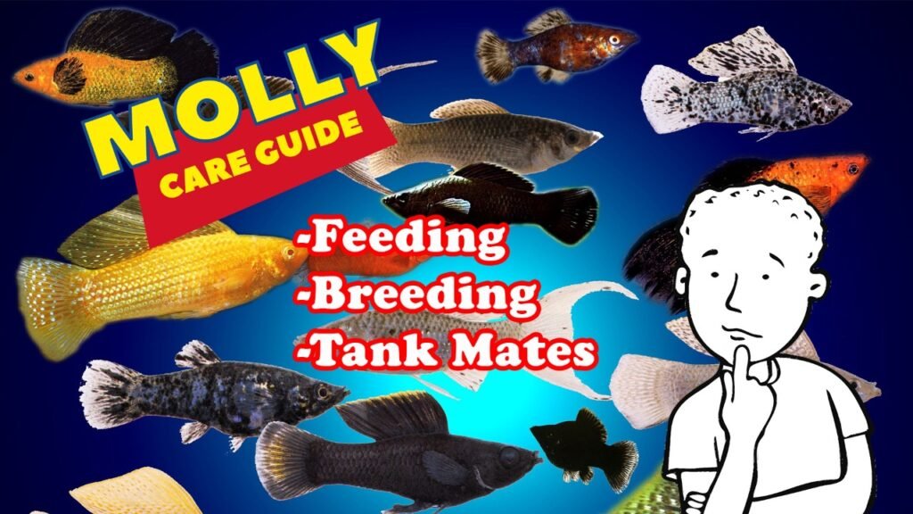Oeganda Ontbering uitbreiden Care Guide for Mollies – Feeding, Breeding, and Tank Mates - US TROPICAL  FISH